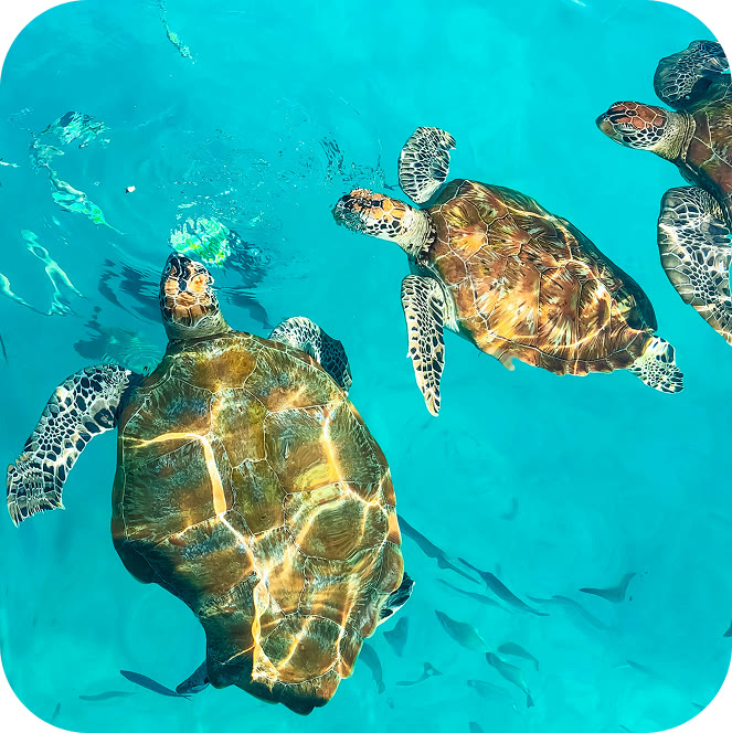Tartarughe marine in acque turchesi